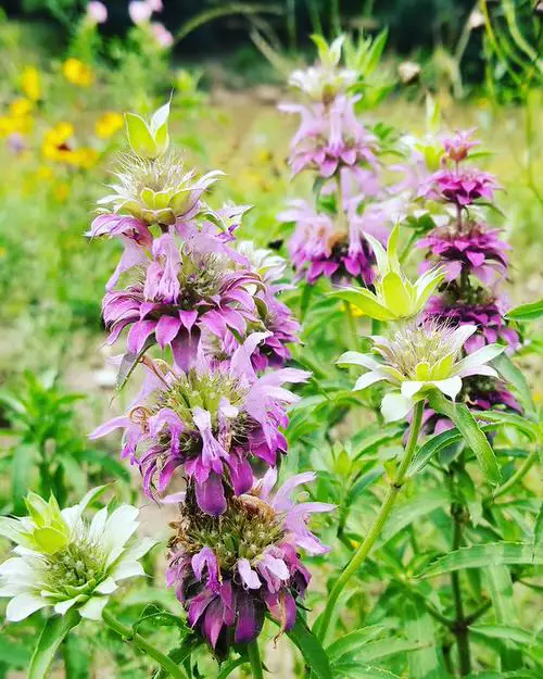 Mosquito Repelling Plants