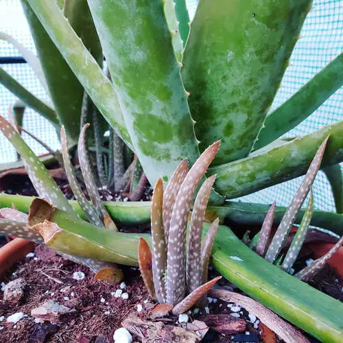 Propagating Aloe Vera from Pups 02