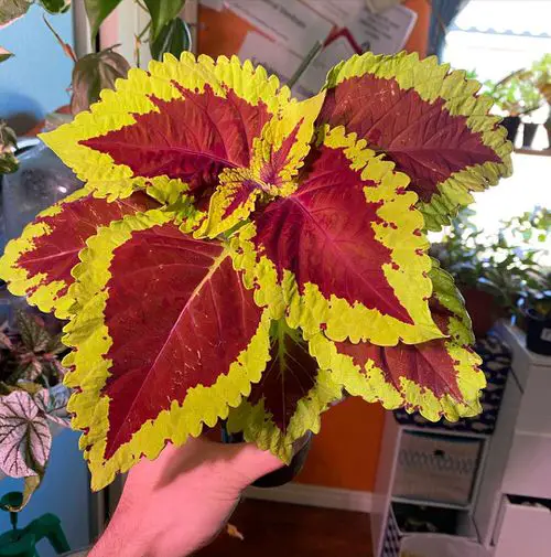 Requirements to Grow Coleus as a Houseplant