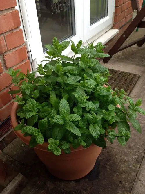 How to Grow Mint in Small Space 4