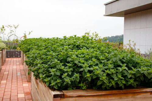 How to Grow Mint in Small Space 5
