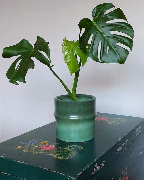 Propagating Monstera Deliciosa 1