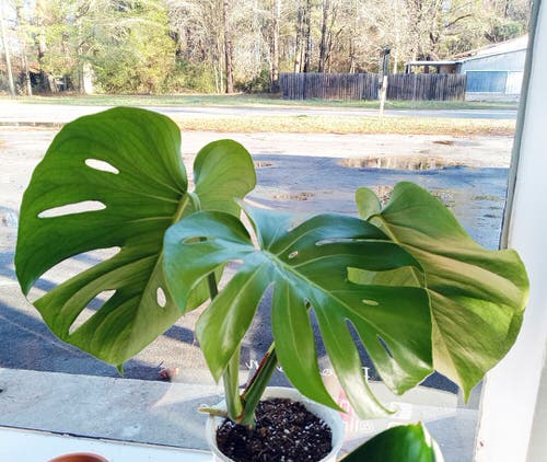 Propagating Monstera Deliciosa 5