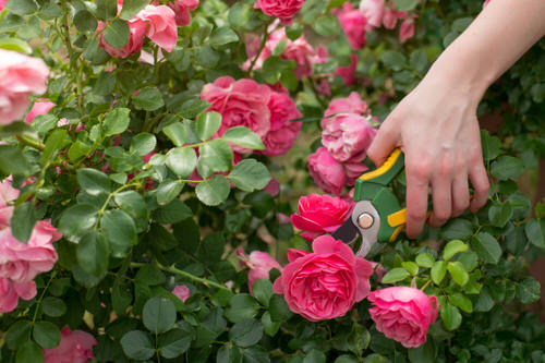 Prune Roses 6