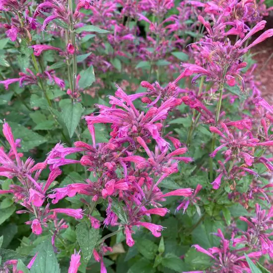best Herbs to Keep Away Mosquitoes
