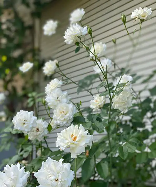 Shade Tolerant Roses 12