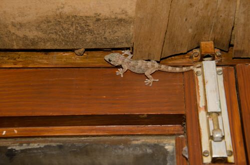 Tips to get rid of Lizards #1
