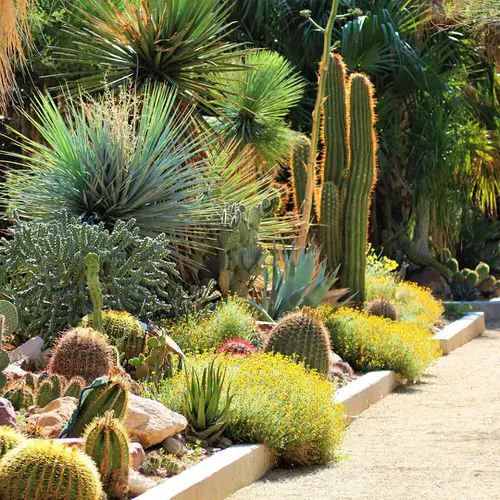 Inexpensive Desert Landscaping Ideas Pictures 13
