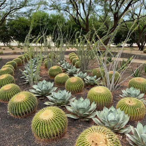 Inexpensive Desert Landscaping Ideas Pictures 15