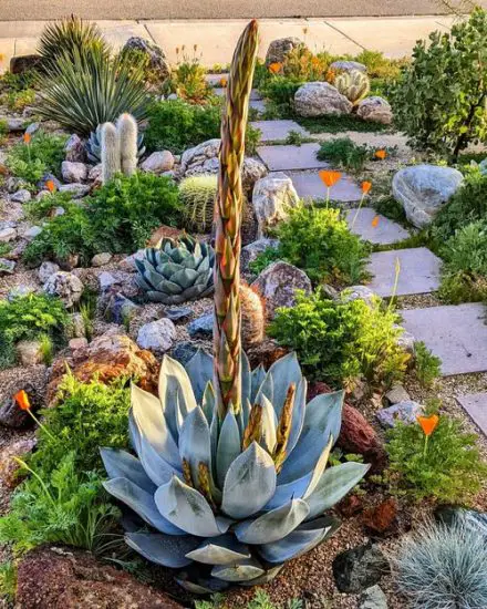 Desert Landscaping Ideas Pictures 18