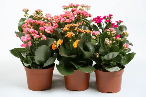 Kalanchoe Flowers After care