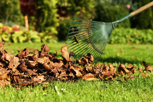 Eliminating Rats from Your Home 4