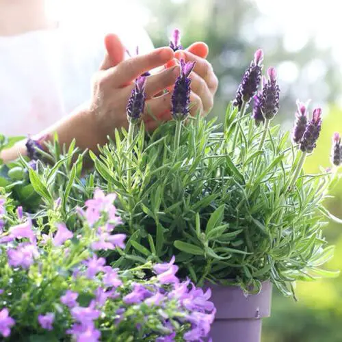 Herbs to Prevent Mosquitoes