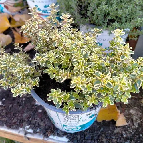 Amazing Herbs to Prevent Mosquitoes