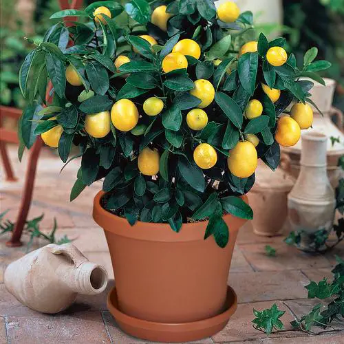 Lemon Tree Flowers Drop