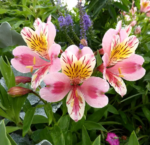 Best Types of Colorful Flowers  33