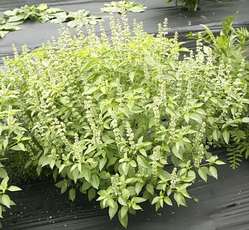  Amazing Herbs That Keep Mosquitoes Away 2