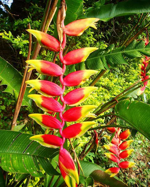 Best Types of Colorful Flowers 15