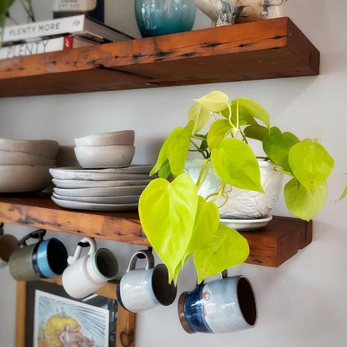 Requirements for Growing Neon Pothos