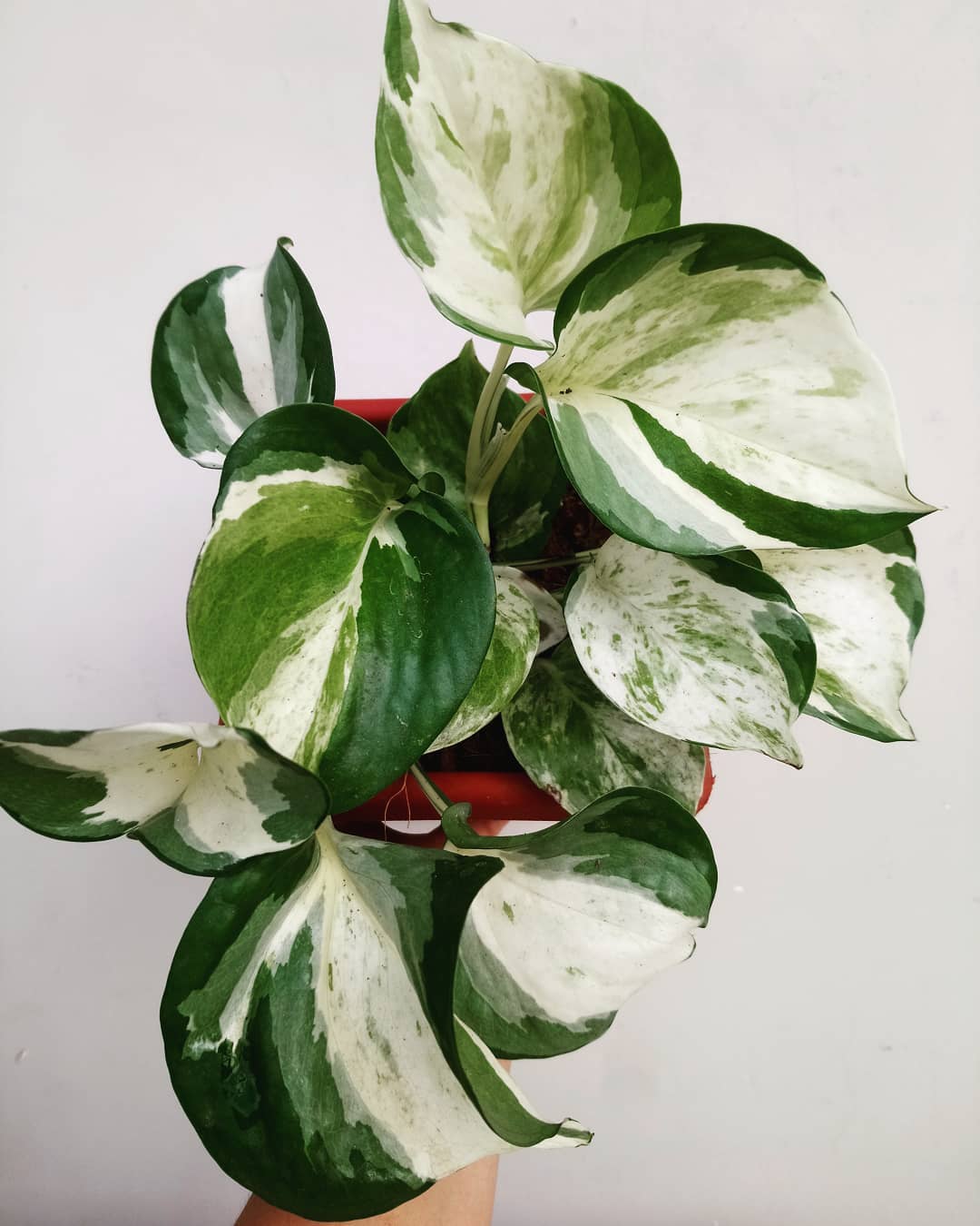 Various Big Pothos Varieties showcasing their Large Leaves 8