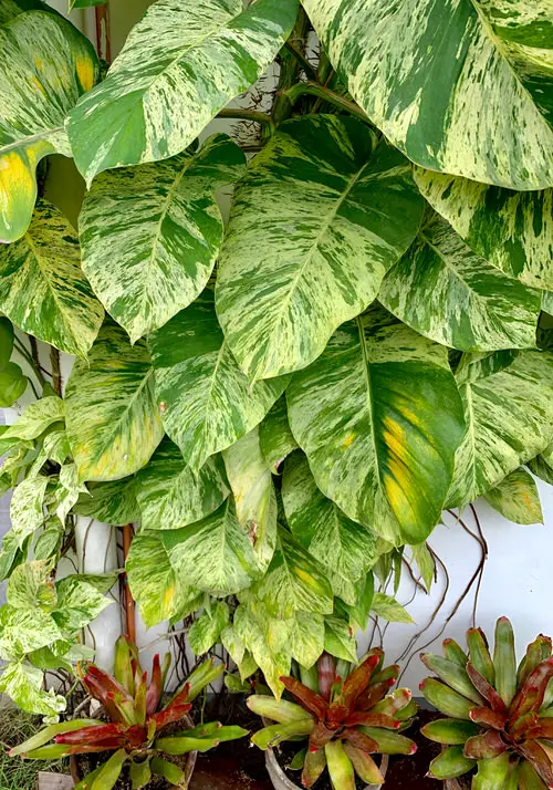 Various Big Pothos Varieties showcasing their Large Leaves 2