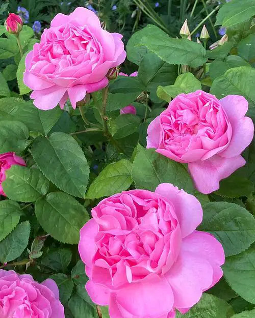 Shade Tolerant Roses 10