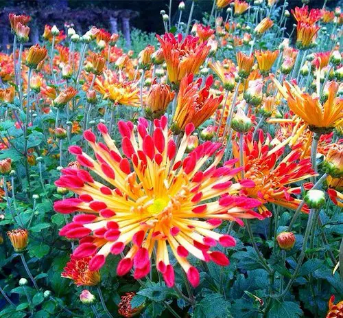 Best Types of Colorful Flowers 34