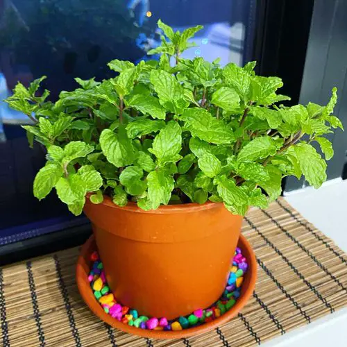 Benefits of Growing Mint Indoors