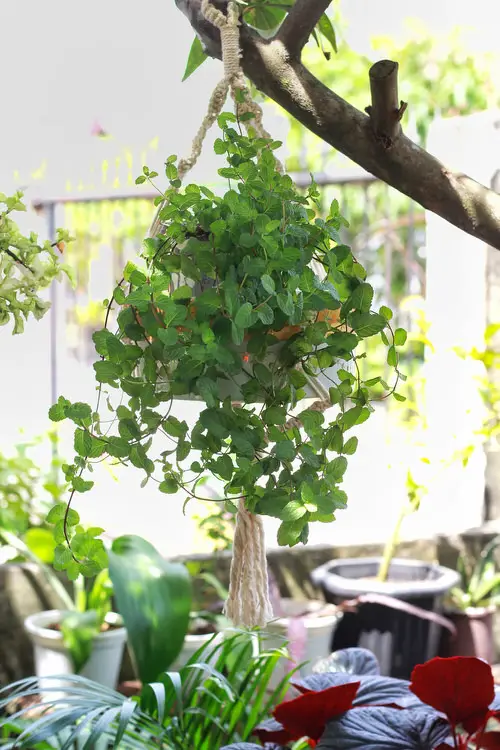 How to Grow Mint in Small Space 7