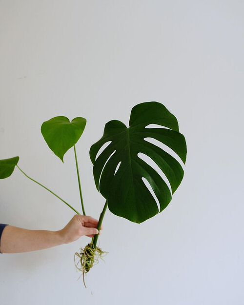 Propagating Monstera Deliciosa 4
