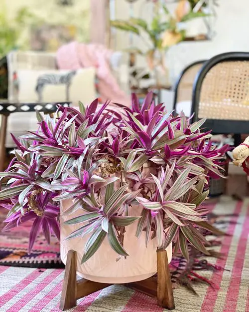 Moses in the Cradle Plant Care Indoors 2