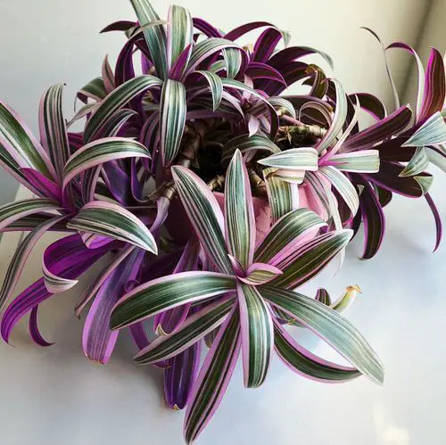 Growing Rhoeo Discolor 2
