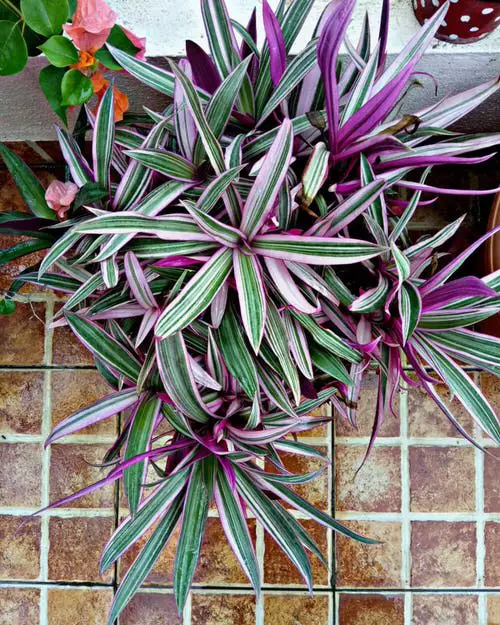 Growing Rhoeo Discolor 4