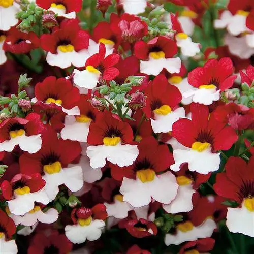 Best Types of Colorful Flowers 8