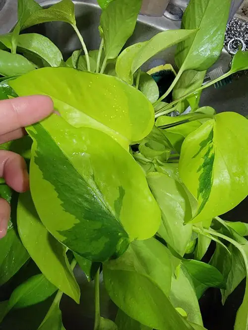 Variegated Neon Pothos