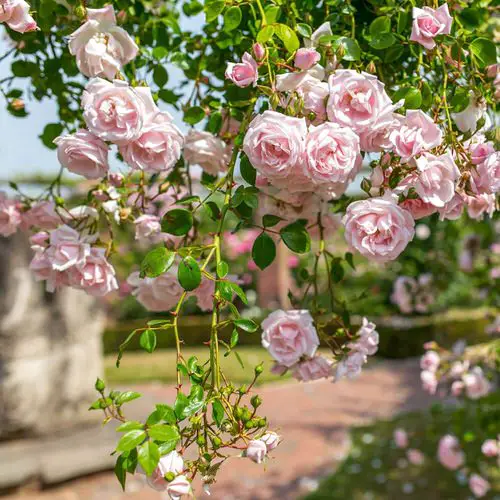 Shade Tolerant Roses 16