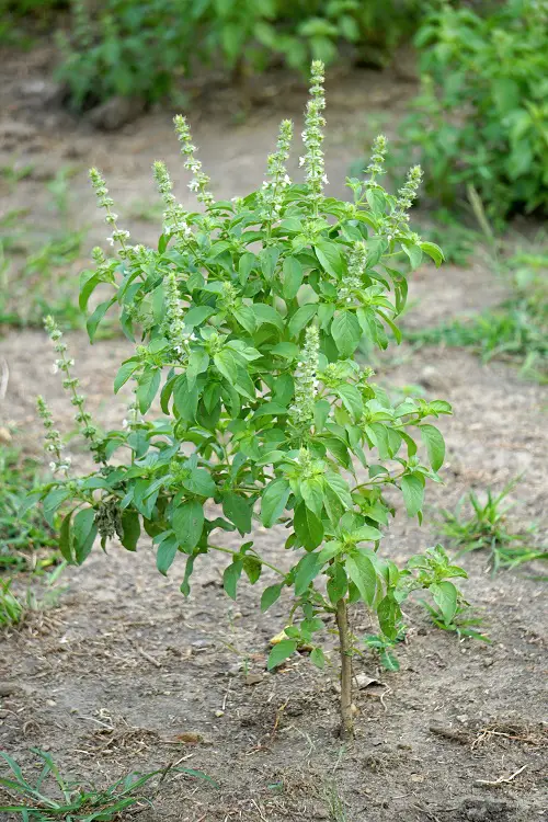 Top Plants That Repel Mosquitoes 