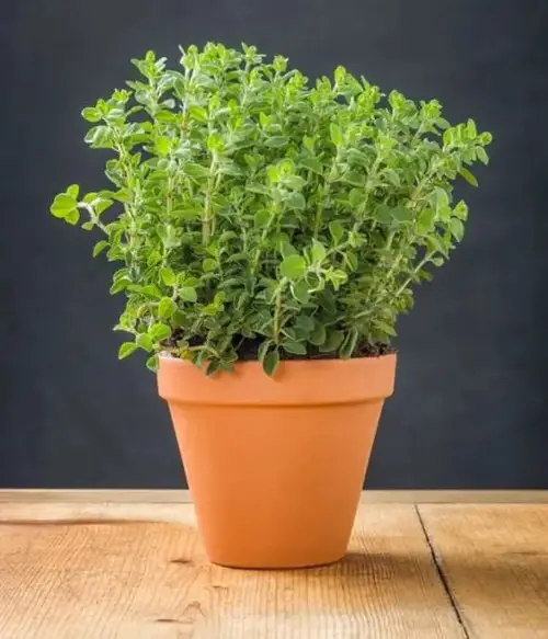 Plants to Keep Lizards Away 4