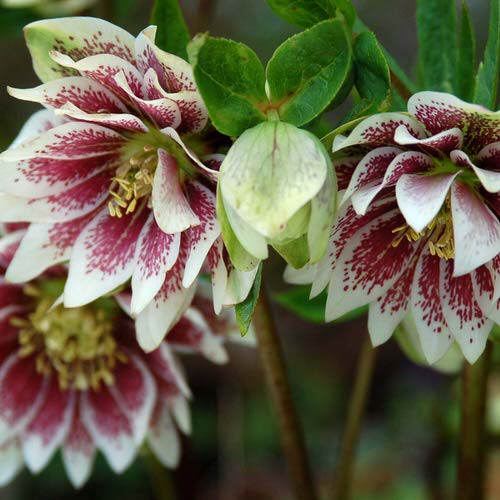 Best Types of Colorful Flowers 32