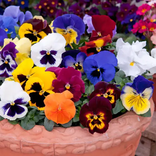 Best Types of Colorful Flowers  4