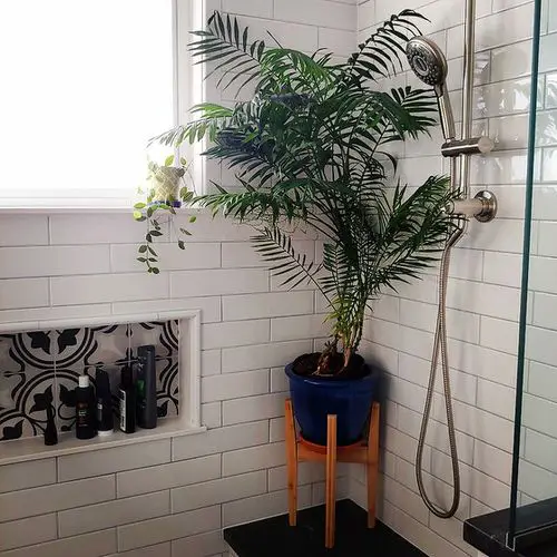 Houseplants in a washroom 12