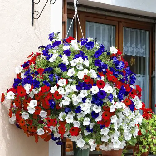 Hanging Basket Ideas for Garden 6
