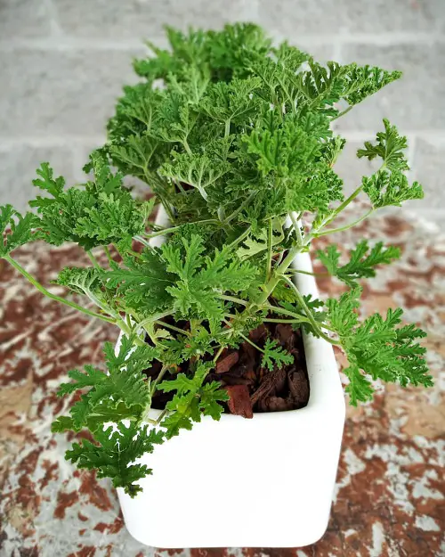 Amazing Plants for Repelling Mosquitoes