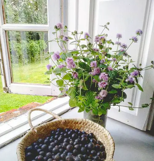 Top Plants for Repelling Mosquitoes