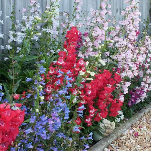 Best Types of Colorful Flowers  6