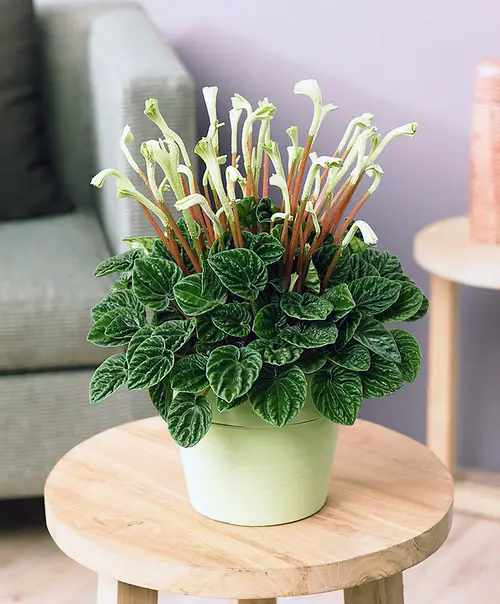 Charming Tiny Indoor Plants