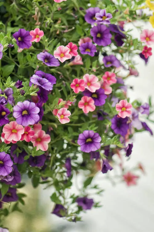 Best Types of Colorful Flowers  10