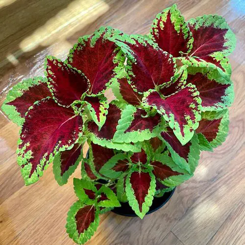 Plants with Pink and Green Leaves 8