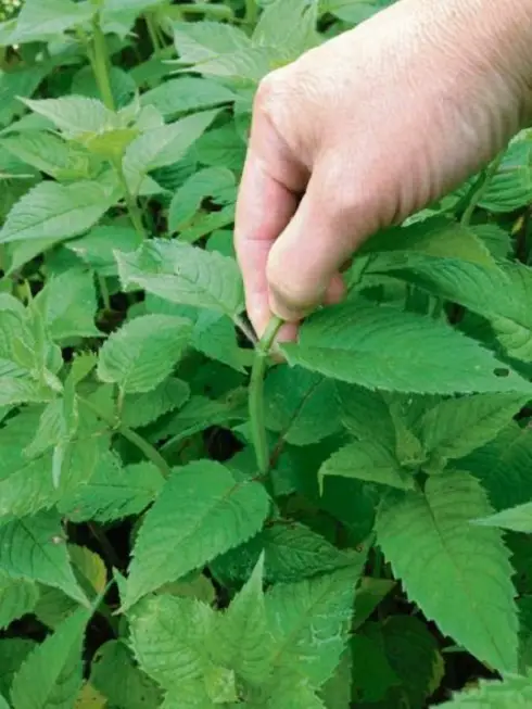  Tips Will Keep Your Plants Blooming 2