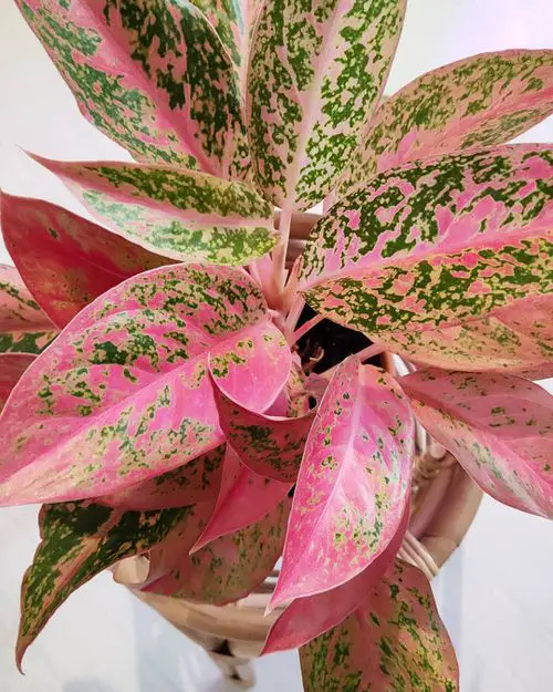 Plants with Pink and Green Leaves 4